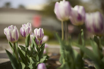 Spring flowers
